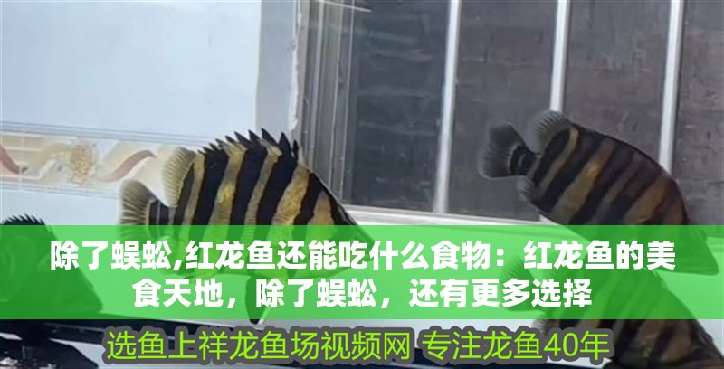 除了蜈蚣,紅龍魚還能吃什么食物：紅龍魚的美食天地，除了蜈蚣，還有更多選擇