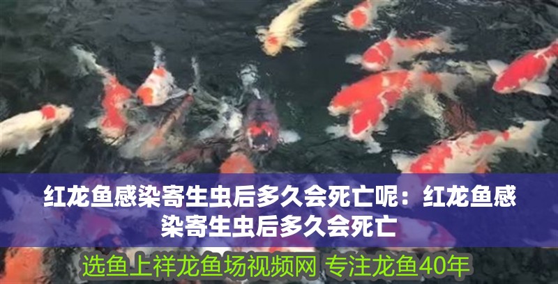 紅龍魚感染寄生蟲后多久會死亡呢：紅龍魚感染寄生蟲后多久會死亡
