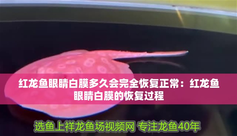 紅龍魚眼睛白膜多久會完全恢復(fù)正常：紅龍魚眼睛白膜的恢復(fù)過程