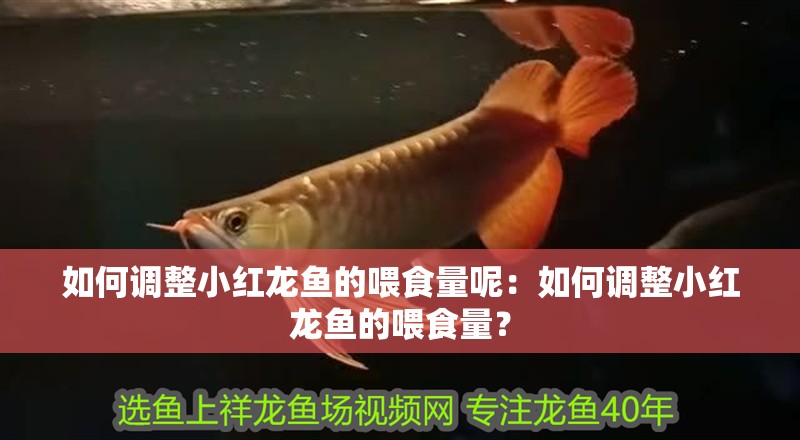 如何調整小紅龍魚的喂食量呢：如何調整小紅龍魚的喂食量？