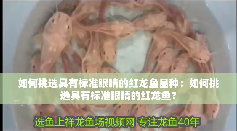 如何挑選具有標(biāo)準(zhǔn)眼睛的紅龍魚(yú)品種：如何挑選具有標(biāo)準(zhǔn)眼睛的紅龍魚(yú)？
