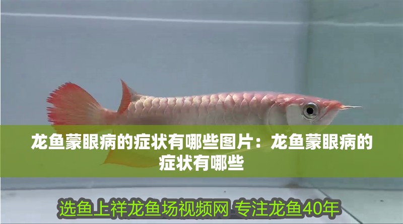 龍魚蒙眼病的癥狀有哪些圖片：龍魚蒙眼病的癥狀有哪些