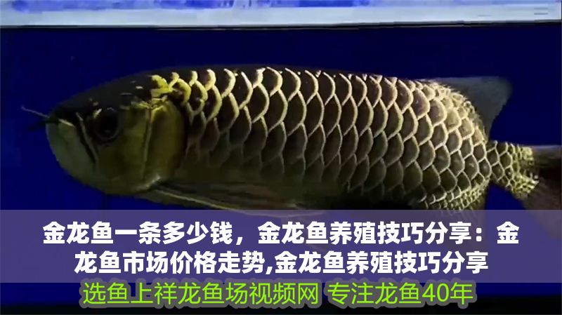 金龍魚一條多少錢，金龍魚養殖技巧分享：金龍魚市場價格走勢,金龍魚養殖技巧分享