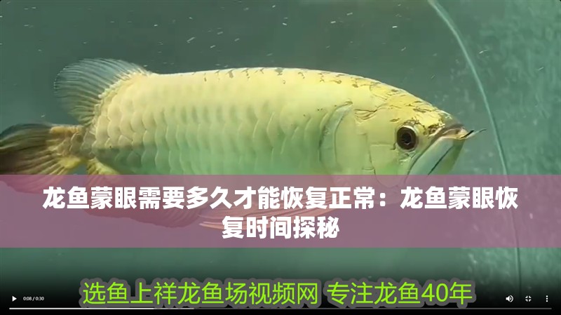 龍魚蒙眼需要多久才能恢復正常：龍魚蒙眼恢復時間探秘