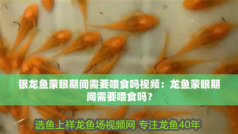 銀龍魚蒙眼期間需要喂食嗎視頻：龍魚蒙眼期間需要喂食嗎？