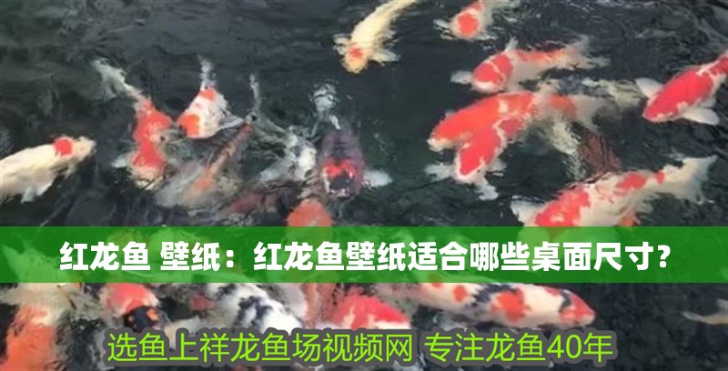 紅龍魚 壁紙：紅龍魚壁紙適合哪些桌面尺寸？