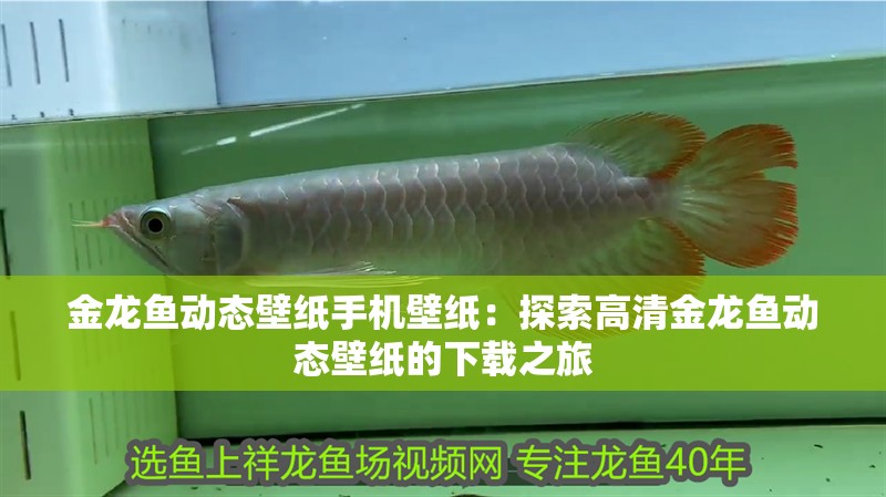 金龍魚動態壁紙手機壁紙：探索高清金龍魚動態壁紙的下載之旅