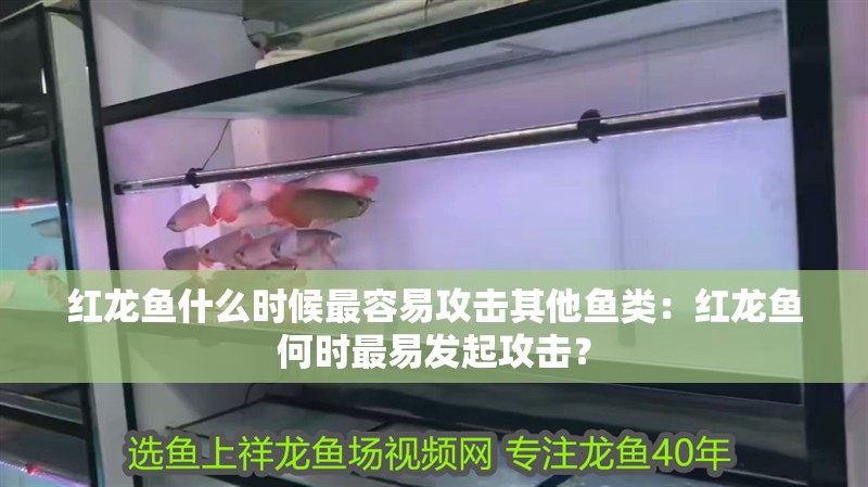 紅龍魚什么時候最容易攻擊其他魚類：紅龍魚何時最易發起攻擊？