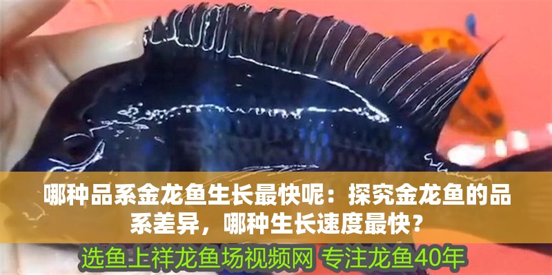 哪種品系金龍魚生長最快呢：探究金龍魚的品系差異，哪種生長速度最快？
