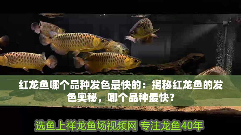 紅龍魚哪個品種發(fā)色最快的：揭秘紅龍魚的發(fā)色奧秘，哪個品種最快？