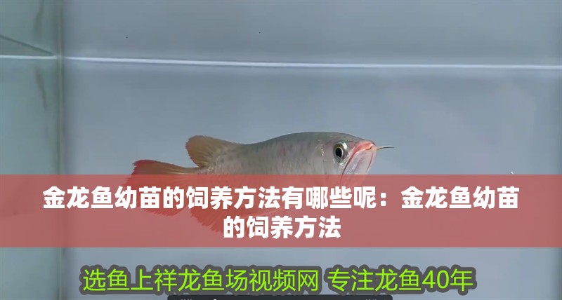 金龍魚幼苗的飼養方法有哪些呢：金龍魚幼苗的飼養方法
