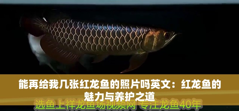 能再給我幾張紅龍魚的照片嗎英文：紅龍魚的魅力與養護之道