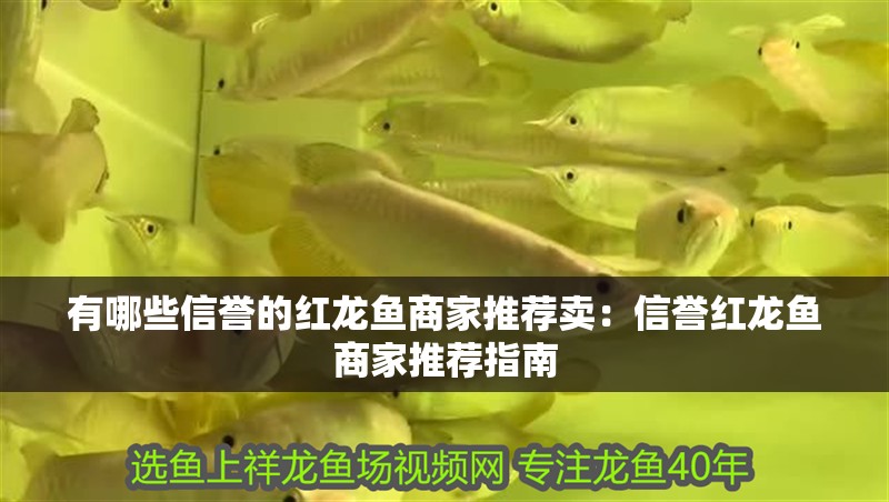 有哪些信譽的紅龍魚商家推薦賣：信譽紅龍魚商家推薦指南