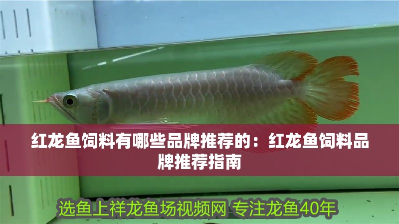 紅龍魚飼料有哪些品牌推薦的：紅龍魚飼料品牌推薦指南