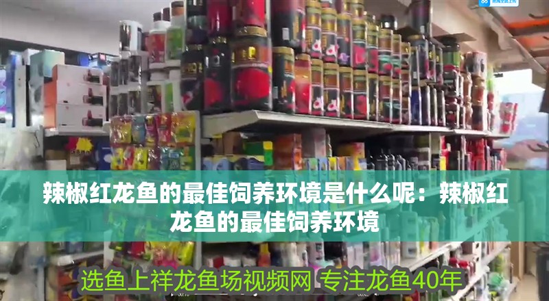 辣椒紅龍魚的最佳飼養環境是什么呢：辣椒紅龍魚的最佳飼養環境