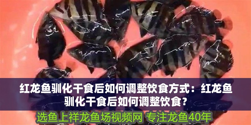 紅龍魚馴化干食后如何調整飲食方式：紅龍魚馴化干食后如何調整飲食？