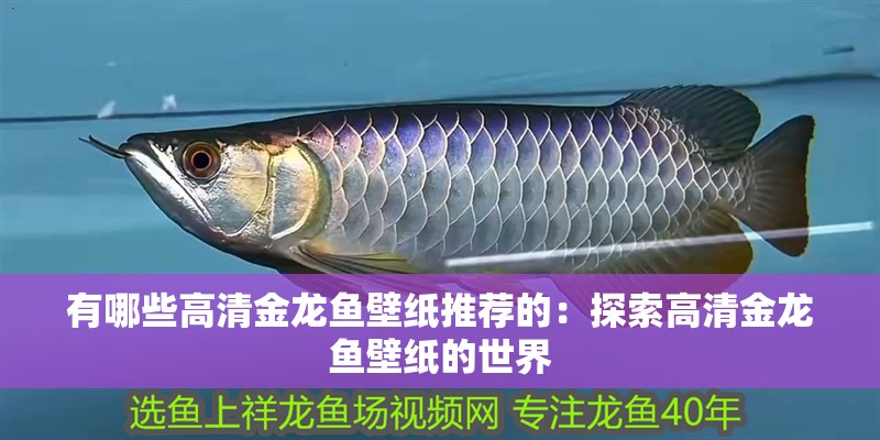有哪些高清金龍魚壁紙推薦的：探索高清金龍魚壁紙的世界