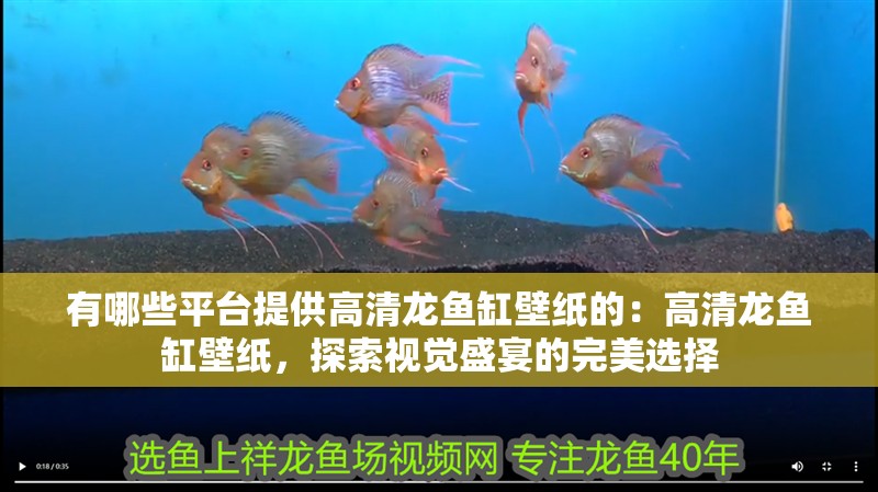 龍魚干蝦有營養嗎 有哪些平臺提供高清龍魚缸壁紙的:高清龍魚缸壁紙,探索視覺盛宴的完美選擇 水族問答 有哪些平臺提供高清龍魚缸壁紙的:高清龍魚缸壁紙,探索視覺盛宴的完美選擇 有哪些平臺提供高清龍魚缸壁紙的:高清龍魚缸壁紙,探索視覺盛宴的完美選擇 水族問答