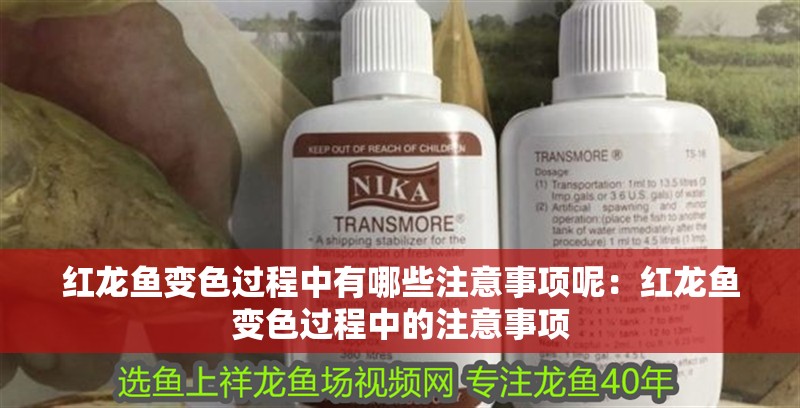 紅龍魚變色過程中有哪些注意事項呢：紅龍魚變色過程中的注意事項