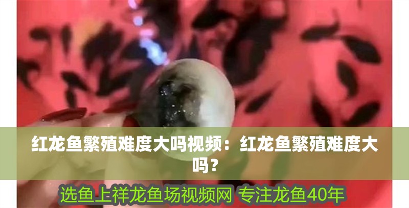 紅龍魚繁殖難度大嗎視頻：紅龍魚繁殖難度大嗎？ 紅龍魚繁殖難度大嗎視頻：紅龍魚繁殖難度大嗎？ 水族問答