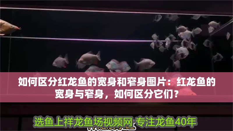 如何區分紅龍魚的寬身和窄身圖片：紅龍魚的寬身與窄身，如何區分它們？