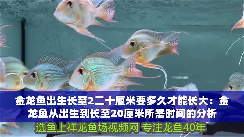 金龍魚出生長至2二十厘米要多久才能長大：金龍魚從出生到長至20厘米所需時間的分析 金龍魚出生長至2二十厘米要多久才能長大：金龍魚從出生到長至20厘米所需時間的分析 龍魚百科 第2張