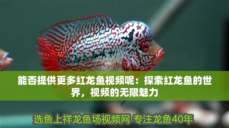 能否提供更多紅龍魚視頻呢：探索紅龍魚的世界，視頻的無限魅力