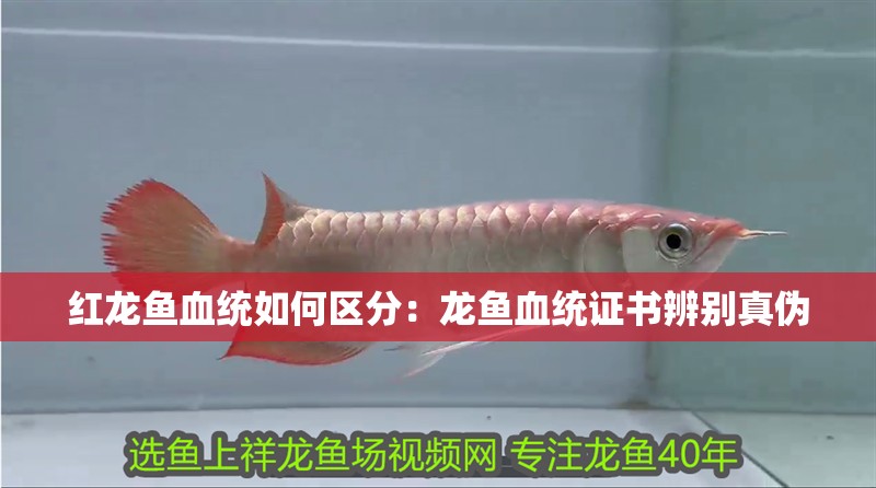 魚缸過濾器選購指南:自制魚缸過濾器魚缸上置過濾器對于養魚愛好者的必備知識 紅龍魚血統如何區分:龍魚血統證書辨別真偽 水族問答 紅龍魚血統如何區分:龍魚血統證書辨別真偽 紅龍魚血統如何區分:龍魚血統證書辨別真偽 水族問答