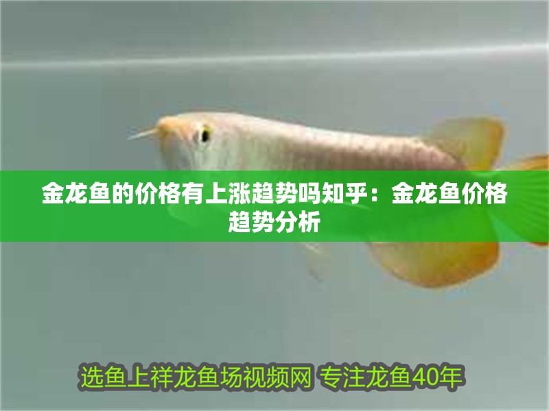 金龍魚的價格有上漲趨勢嗎知乎：金龍魚價格趨勢分析