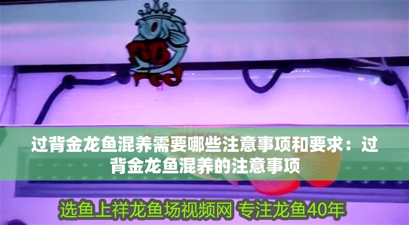 過(guò)背金龍魚混養(yǎng)需要哪些注意事項(xiàng)和要求：過(guò)背金龍魚混養(yǎng)的注意事項(xiàng)