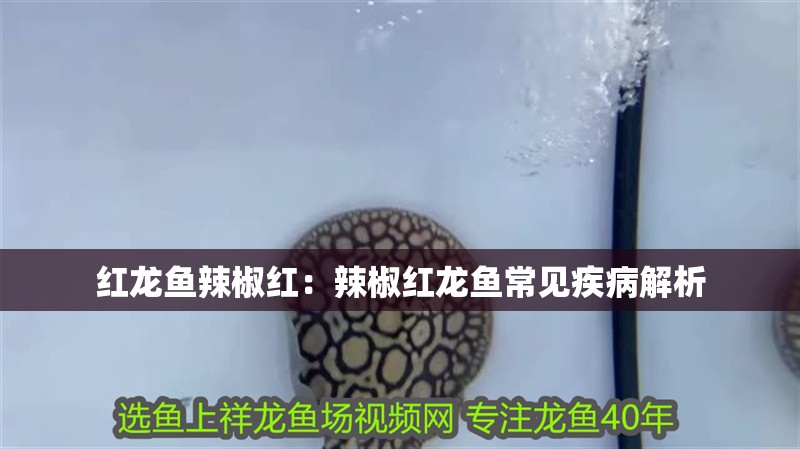 紅龍魚辣椒紅：辣椒紅龍魚常見疾病解析