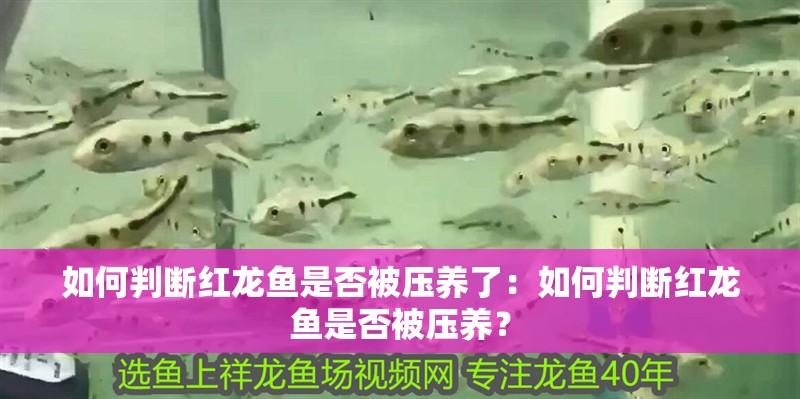 如何判斷紅龍魚是否被壓養了：如何判斷紅龍魚是否被壓養？ 如何判斷紅龍魚是否被壓養了：如何判斷紅龍魚是否被壓養？ 水族問答