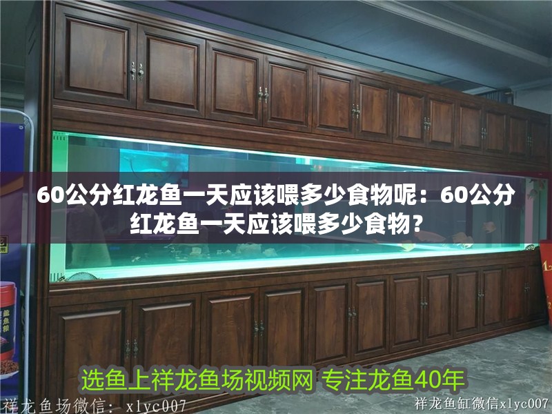 60公分紅龍魚一天應該喂多少食物呢：60公分紅龍魚一天應該喂多少食物？