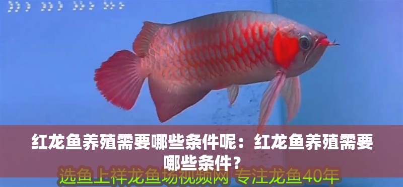 紅龍魚養(yǎng)殖需要哪些條件呢：紅龍魚養(yǎng)殖需要哪些條件？