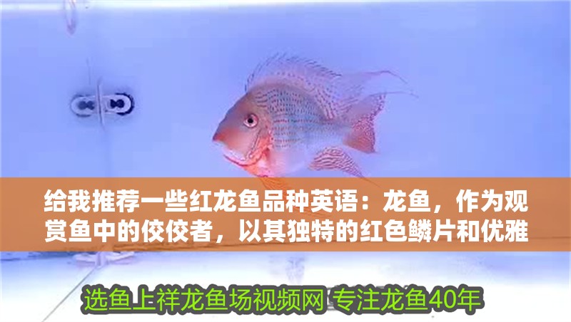 給我推薦一些紅龍魚品種英語：龍魚，作為觀賞魚中的佼佼者，以其獨特的紅色鱗片和優雅的游動姿態深受愛好者喜愛。在眾多品種中，挑選出適合自己養殖環境的紅龍魚，不僅能提升觀賞價值，還能帶來樂趣和成就感。以下是一些推薦的紅龍魚品種