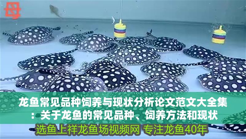 龍魚常見品種飼養與現狀分析論文范文大全集：關于龍魚的常見品種、飼養方法和現狀 龍魚常見品種飼養與現狀分析論文范文大全集：關于龍魚的常見品種、飼養方法和現狀 龍魚百科 第2張