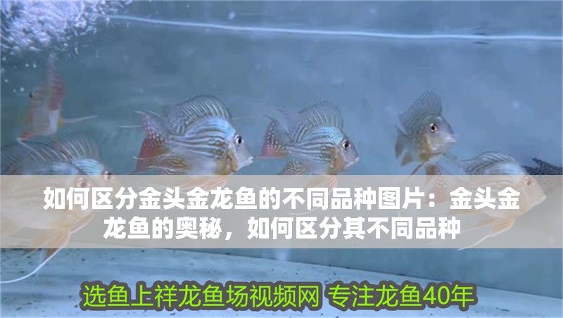 如何區分金頭金龍魚的不同品種圖片：金頭金龍魚的奧秘，如何區分其不同品種