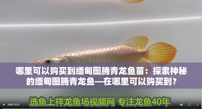 哪里可以購(gòu)買到緬甸圖騰青龍魚(yú)苗：探索神秘的緬甸圖騰青龍魚(yú)—在哪里可以購(gòu)買到？