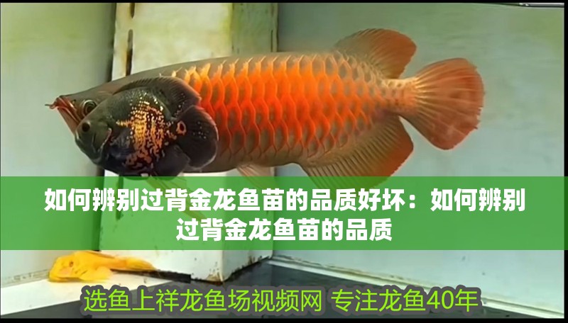 如何辨別過背金龍魚苗的品質好壞：如何辨別過背金龍魚苗的品質
