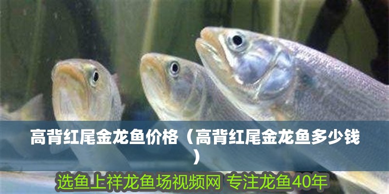 高背紅尾金龍魚(yú)價(jià)格（高背紅尾金龍魚(yú)多少錢(qián)）