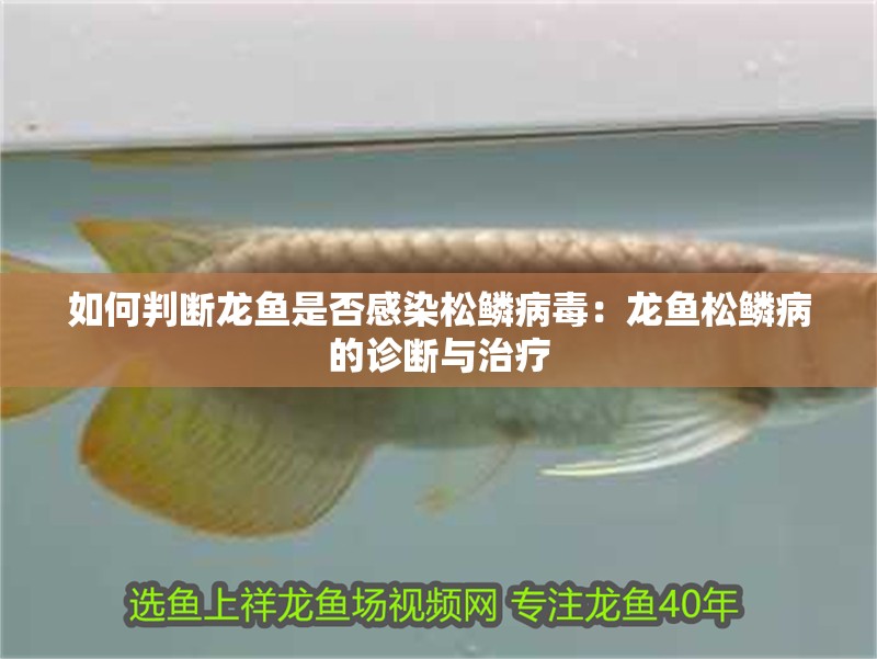 如何判斷龍魚是否感染松鱗病毒：龍魚松鱗病的診斷與治療