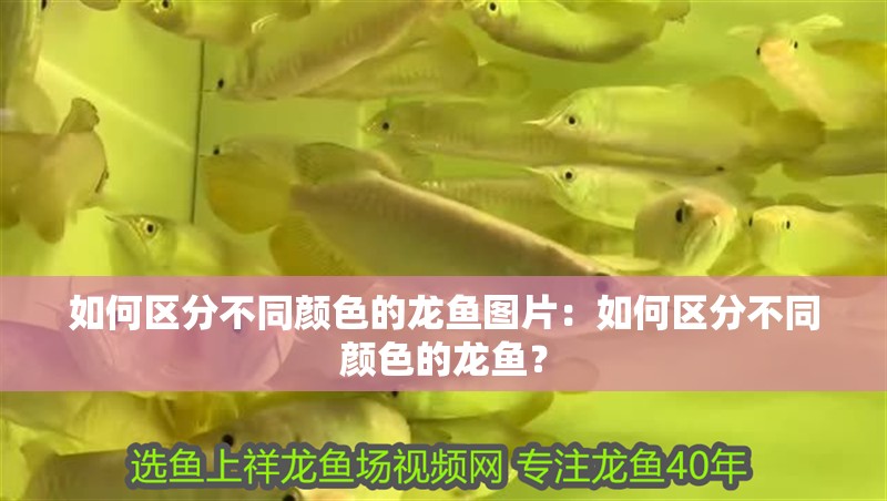 如何區分不同顏色的龍魚圖片：如何區分不同顏色的龍魚？