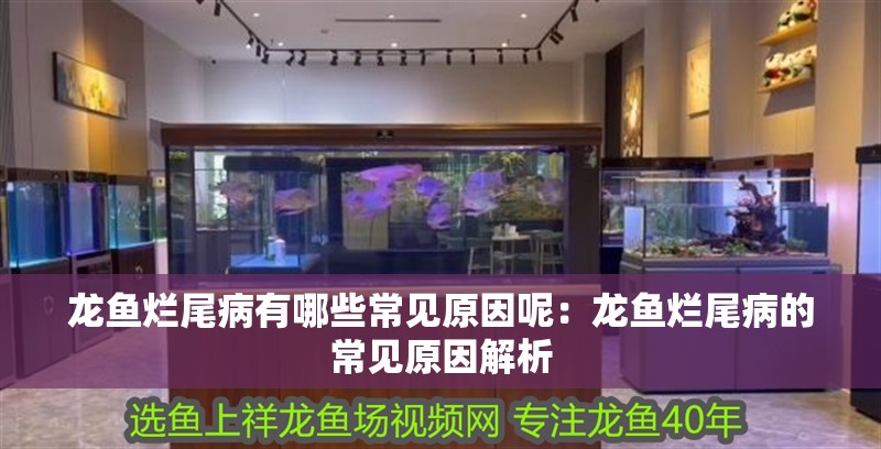 龍魚爛尾病有哪些常見原因呢：龍魚爛尾病的常見原因解析