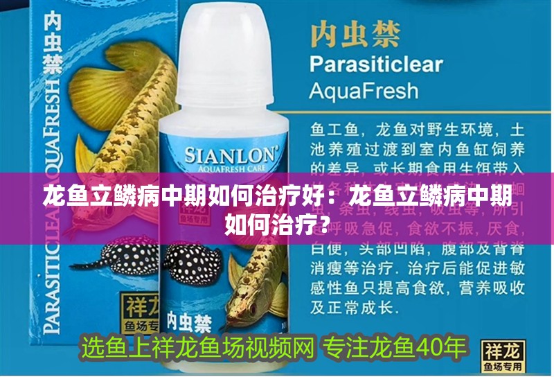龍魚立鱗病中期如何治療好：龍魚立鱗病中期如何治療？