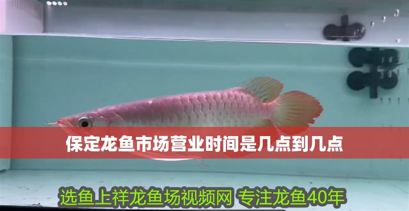 <strong><mark>保定</mark></strong>龍魚市場營業時間是幾點到幾點