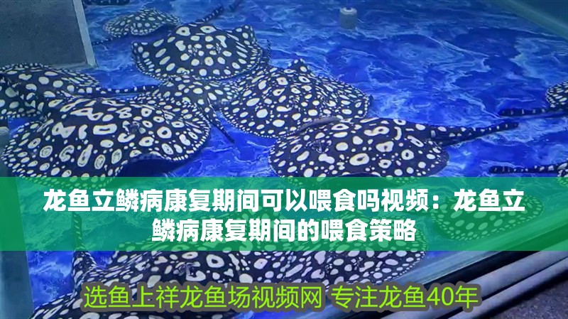 龍魚立鱗病康復(fù)期間可以喂食嗎視頻：龍魚立鱗病康復(fù)期間的喂食策略