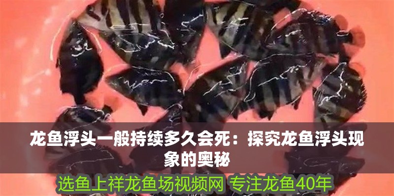 龍魚浮頭一般持續多久會死：探究龍魚浮頭現象的奧秘