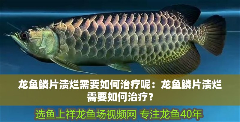 龍魚鱗片潰爛需要如何治療呢：龍魚鱗片潰爛需要如何治療？