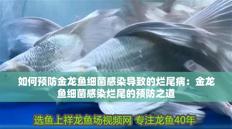 如何預防金龍魚細菌感染導致的爛尾病：金龍魚細菌感染爛尾的預防之道