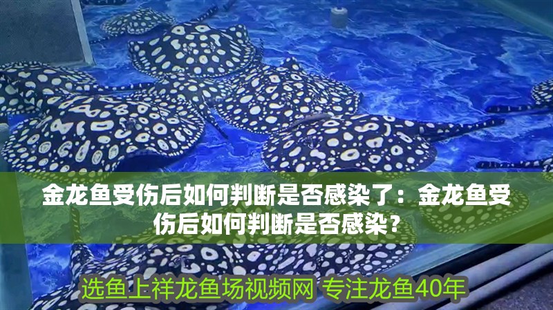 金龍魚受傷后如何判斷是否感染了：金龍魚受傷后如何判斷是否感染？